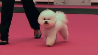 Eukanuba Champion Stakes Final 2012 FULL Dog Show [upl. by Willtrude]