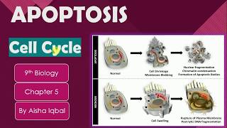 Apoptosis Class 9  What is apoptosis  Programmed Cell Death [upl. by Notsag]