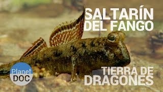 Saltarin del Fango Tierra de Dragones  Naturaleza  Planet Doc [upl. by Anitnahs539]