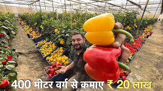 Profitable Capsicum farming in Poly house India  रंगीन शिमला मिर्च  Green house [upl. by Aicirtap]