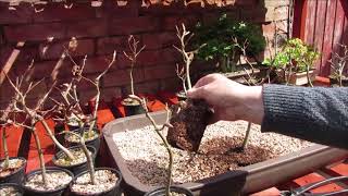 Creating Large Beech Bonsai Forest April 2019 [upl. by Esli]