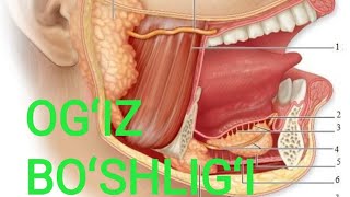 Ogʻiz boʻshligʻi Cavitas oris Tanglay chodiri Veli palatini Огиз бушлиги Танглай чодири [upl. by Azral]