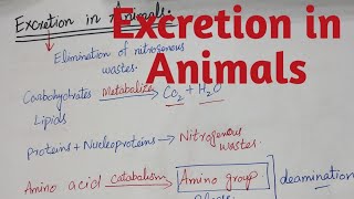 Excretion in Animals biology class 12 chapter 1 [upl. by Ailiec218]