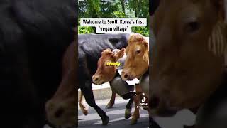 southkorea korea gangwon gangwon2024 animalsvideo cow animalhusbandry vegan animalrescue [upl. by Carmina664]