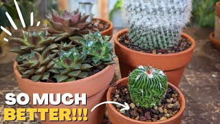 HOW and WHEN to repot cactus and succulents  5 Essential Tips [upl. by Alak]