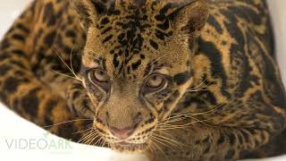 A Bornean clouded leopard Neofelis diardi borneensis at Taman Safari Prigen in Indonesia [upl. by Anerec]