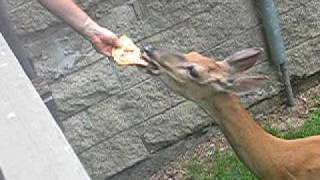 Deer Eating Pizza [upl. by Newby126]