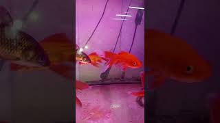 Color Fish fish fishvideo fishing shortvideo shortssongs viralvideo tiktok tiktokvideo [upl. by Oinotnanauj]