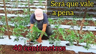 💲Tutoramento no tomate você vai ter uma grande Economia 🍅 [upl. by Wyatan101]