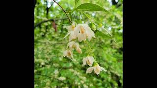 Snowbell 때죽나무 エゴノキStyrax japonicus [upl. by Moishe]