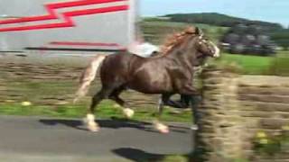 Lidgett Welsh Cobs Welsh Cob Stallions Trevallion Welsh Magic and Lidgett Danny Boy [upl. by Erehpotsirhc966]