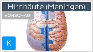 Die Hirnhäute Dura Arachnoida Pia Vorschau  Anatomie des Menschen  Kenhub [upl. by Ball]