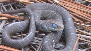 Field Herping Spring Time in the Croatan [upl. by Fairleigh901]