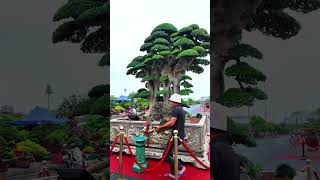 Duối Vương Long Cổ Mộc Tháp bonsai bonsaitree caycanh [upl. by Lind888]