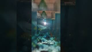 fish aquarium goldenfish snailfishgouramifish suckerfish its millat pets🐬🐌 [upl. by Luella]