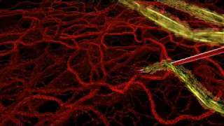 HHMI  Life Cycle of Malaria Parasite in Human Host [upl. by Seroled]