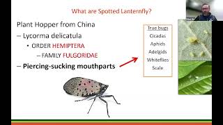 Spotted Lanternfly Comes to Your Neighborhood [upl. by Ahsekram]