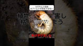 コガネムシ幼虫！！カブトムシ幼虫と間違えるな！！！shorts [upl. by Onitsoga]