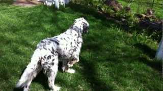 The Discipline of the English Setter [upl. by Ebaj861]