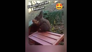 🐿 Flauschi und die Walnuss cuteanimals squirrel [upl. by Burger742]