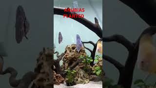 ANUBIAS PLANTED AQURIUM SLOW MOVING DISCUSS [upl. by Rekab384]