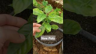 New pots for our psychotria aya medicine [upl. by Lleze]