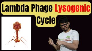 Lysogenic cycle of bacteriophage  Lysogenic cycle in Hindi [upl. by Sikram]