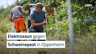 Aufstellen des Elektrozauns gegen die Schweinepest beginnt [upl. by Lah]