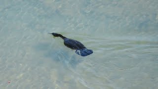 Swimming underwater  Great cormorant  Kosi River  Jim Corbett national park amp Tiger reserve [upl. by Jory]