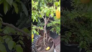 Carambola Star Fruit tree  Sri Kembangan permaculturelife airlayering fruittrees Carambola [upl. by Aneel]