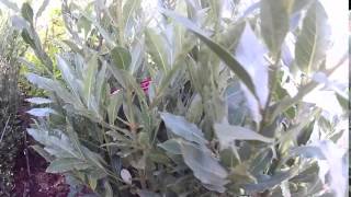 Big Plant Nursery  Laurus nobilis Bay Tree [upl. by Dhar]