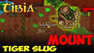 UJEŻDŻAMY ŚLIMAKA  TIBIA  Tiger Slug Mount  JAK ZŁAPAĆ ŚLIMAKA  Tibia MOUNTS [upl. by Garlen]