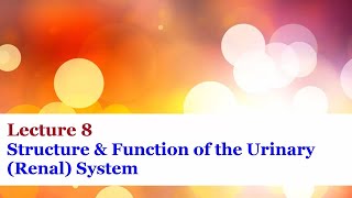 Selective Reabsorption and tubular secretion in nephron [upl. by Bruning489]