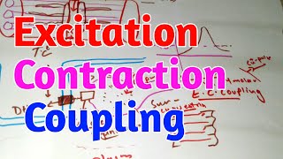 Excitation Contraction Coupling skeletal Muscles Guyton chapter 7 [upl. by Flodnar]