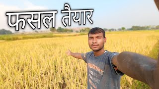 फसल तैयार🌾kisaan gumlanivasi vlog [upl. by Sabra156]