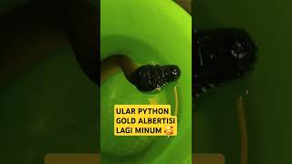 ULAR PYTHON GOLD ALBERTISI MINUM [upl. by Zennie]