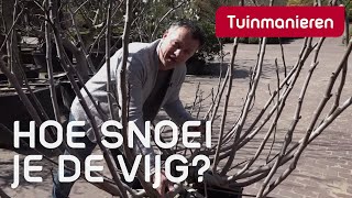 De vijgenboom snoeien hoe doe je dat  Tuinmanieren [upl. by Nena16]