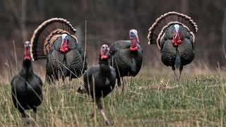 Over 1 HOUR Of The Best Merriam Hunts  Turkey Hunting Out West  Spring Thunder [upl. by Kaehpos]