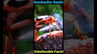 Bombardier Beetle Unbelievable Facts You Never Knew [upl. by Inoliel782]