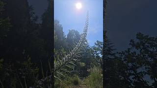 20ft tall flower  Echium pininana  Top 10 Plants beautiful [upl. by Akyeluz]