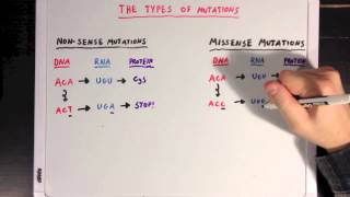 The Different Types of Mutations [upl. by Pejsach]