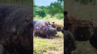 Wild dog eats the dead hippo  viralreels trendingshorts trendingreels trend [upl. by Eusadnilem318]