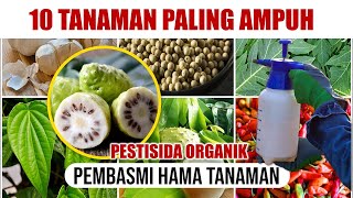 10 TANAMAN PALING AMPUH BASMI HAMA TANAMAN  PESTISIDA ORGANIK [upl. by Brier774]