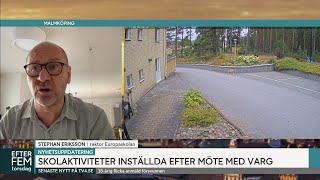 Skolaktiviteter inställda efter möte med varg ”Skärrade”  Efter fem  TV4 amp TV4 Play [upl. by Akkimat90]