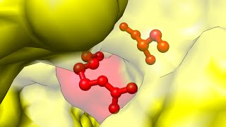 Enzymes [upl. by Oetomit]