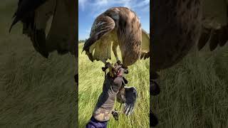 What’s eagle catching bird eaglehunting hunting eaglehunt birdhunting nature [upl. by Hsuk]