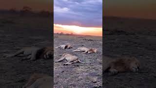 3 Majestic lions resting under African sunset masaimaranationalpark sunset lion [upl. by Rida]