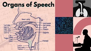 Organs of Speech Part1  The Respiratory and Phonatory System [upl. by Gorga]