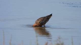 Bartailed Godwit searching for food 4K [upl. by Dich546]