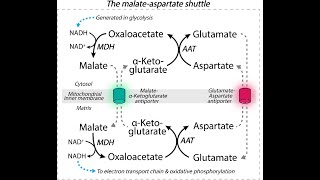 Transport of Reducing Equivalents from Cytosol to Mitochondria Matrix Malate Aspartate Shuttle [upl. by Rodina]